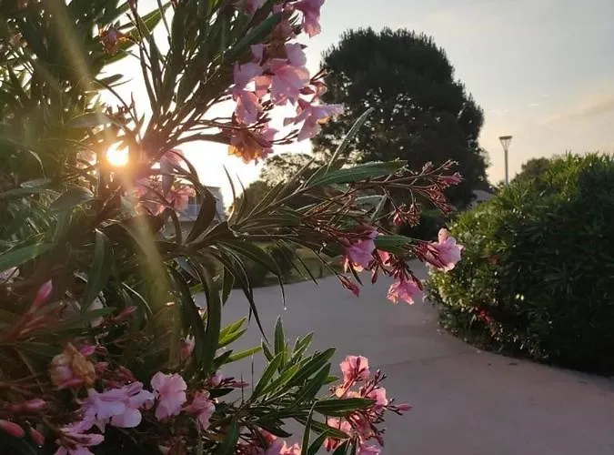 Fiori Di Cala Rossa Hoteliere * Lecci